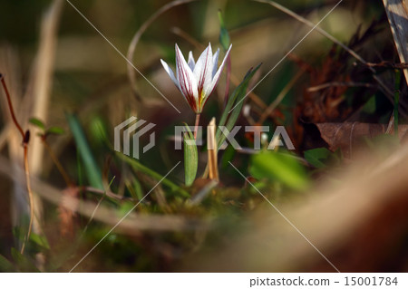 Amana (sweet vegetable) plant 15001784