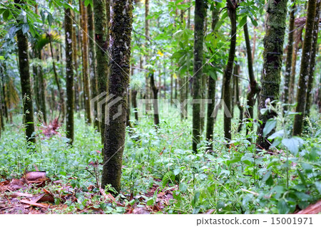 tropical rain forest 15001971