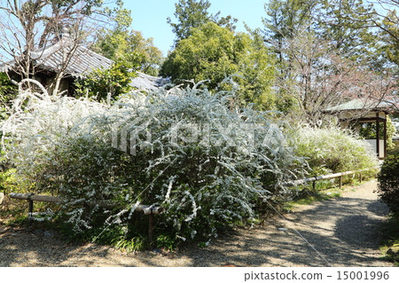 Yukiyanagi of Hai Long King Temple Yukiyanagi of Hai Long King Temple 15001996