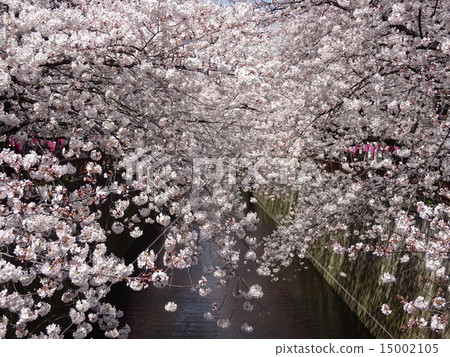 Cherry blossoms of Meguro River 15002105