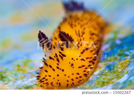 Nuushi Nuushi 15002267