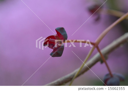 Akebi flower 15002355