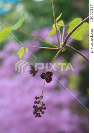 Akebi flower 15002357