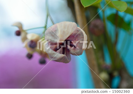 Akebi flower Akebi flower 15002360