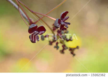 Akebi flower 15002362