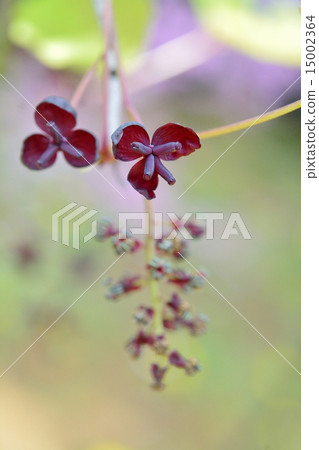 阿克比花 15002364