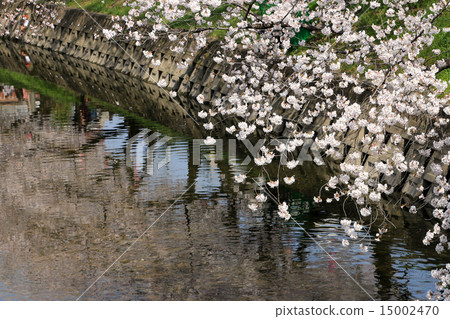 在Gojo河的櫻桃樹 15002470
