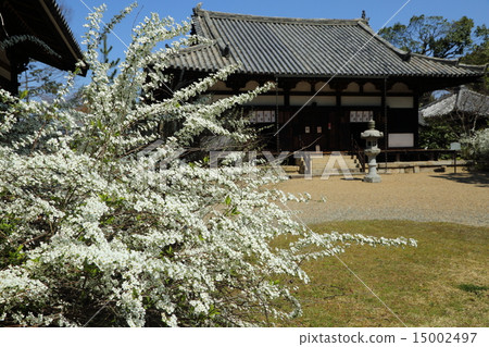 Yukiyanagi of Hai Long King Temple 15002497