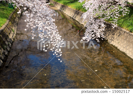 Cherry tree in Gojo River 15002517