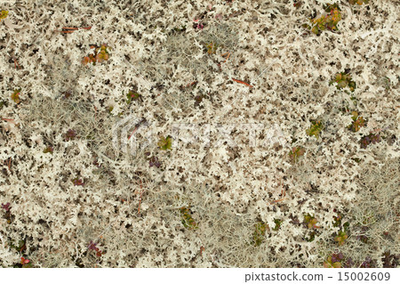 Lichen background - Cetraria nivalis 15002609