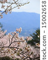 Cherry blossoms in the mountains 15002658