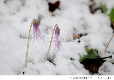 Katakuri在雪地裡 Katakuri在雪地裡 15002715