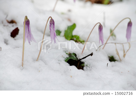 Katakuri在雪地裡 Katakuri在雪地裡 15002716