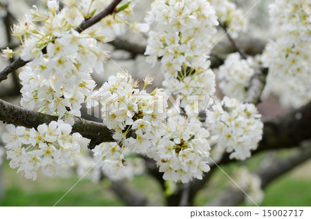 李子花花 李子花花 15002717