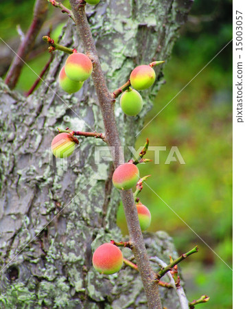 plum	 15003057