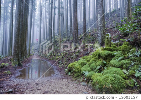 Mr. Treasure of green moss 15003157