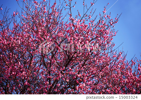 Red plum which began to bloom in plum sky 15003324