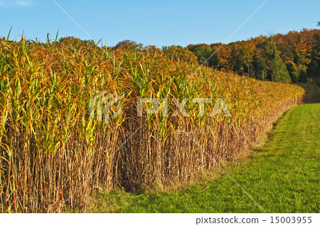 switch grass in golden evening sun 15003955