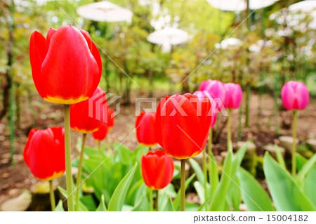鬱金香 鬱金香 15004182