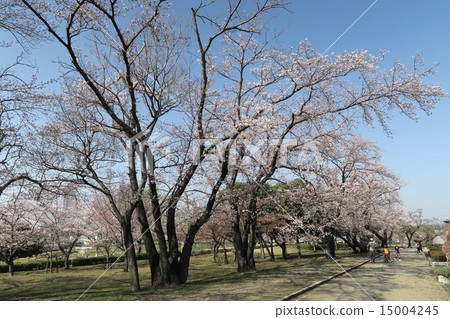 Cherry blossoms at city park Cherry blossoms at city park 15004245