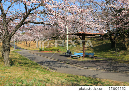 Cherry blossoms at city park 15004262