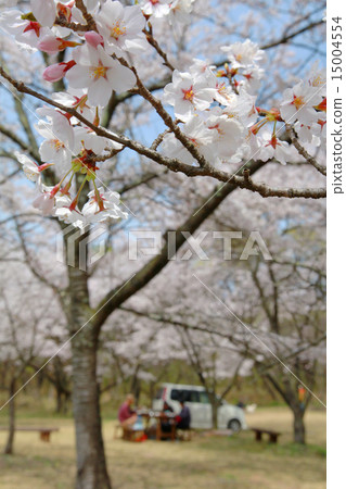 Cherry tree viewing BBQ Cherry tree viewing BBQ 15004554