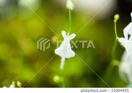 Rabbit mouth, Tanukimidae 15004955