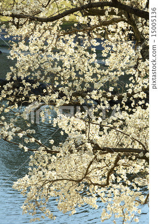 奈良公園Daisenke Kobushi花 奈良公園Daisenke Kobushi花 15005136