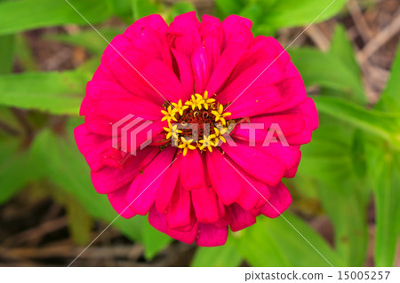 竹草 竹草 15005257