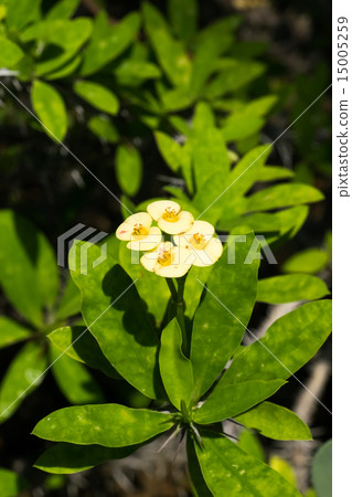 Hanaquilin，大戟科，馬達加斯加 15005259