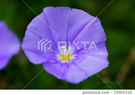 Combolbus·Sabatius,Blue compactor,Hiragao家族,地中海沿岸 Combolbus·Sabatius,Blue compactor,Hiragao家族,地中海沿岸 15005310