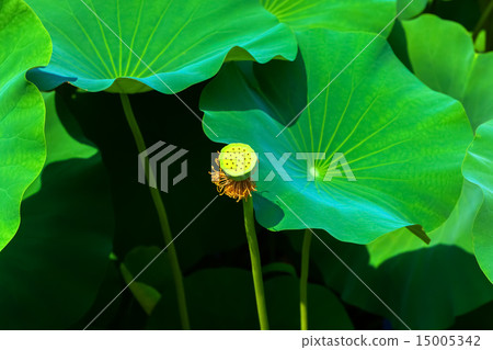 Lotus Lotus 15005342
