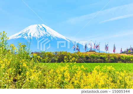 油菜田和富士山和鯉魚飄帶 15005344