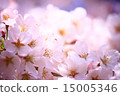 櫻桃樹 15005346