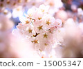 櫻桃樹 15005347
