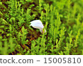 在苔蘚上的花瓣 15005810