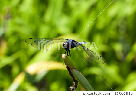 Shiokaratombo Shiokaratombo 15005916