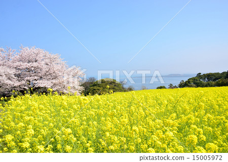 櫻花和油菜田 15005972