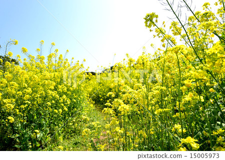 Rape blossoms and blue sky Rape blossoms and blue sky 15005973