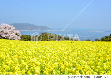 Sakura and rape flower and blue sky 15005975