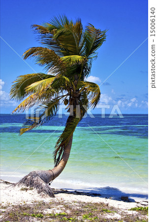 a palm in sian kaan lagoon mexico 15006140