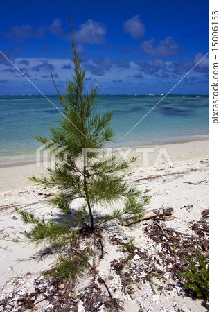 bush in mauritius beach 15006153