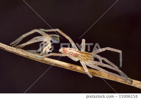 change of spider 15006158