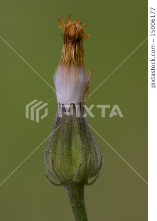 fiore e bociolo fiore e bociolo 15006177