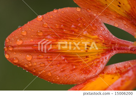 orizontal lily 15006200