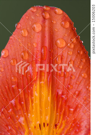 part of a lily 15006203