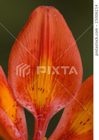 red lily red lily 15006214