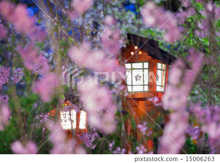 平野神社燈籠櫻桃樹 15006263