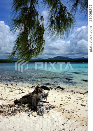tree in deus cocos mauritius 15006291