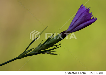 violet carnation wild sylvestris 15006301